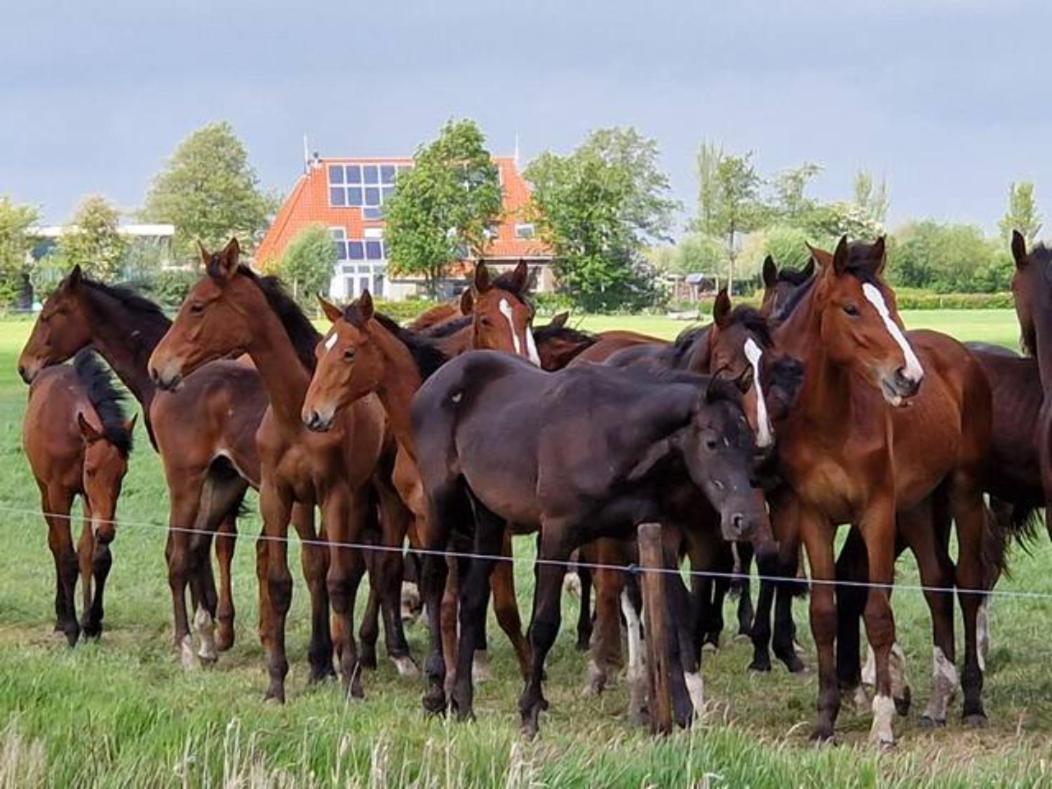 Luxe Gastenverblijf In Het Hart Van Friesland Akkrum Exteriör bild